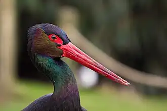 Zwarte ooievaar in Eindhoven Zoo