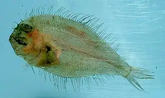 Citharichthys cornutus