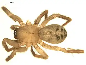 Cicurina brevis