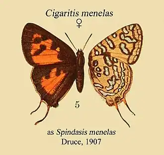 Cigaritis menelas