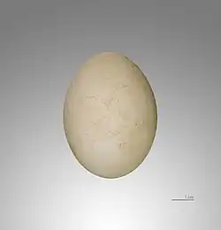 ei van de zwarte ooievaar