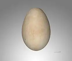 Foto van een ooievaarsei