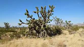 Joshua trees langs Cima Road in het Mojave National Preserve