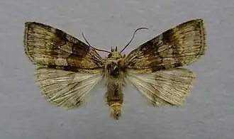 Cymatophorina diluta Eiken-orvlinder