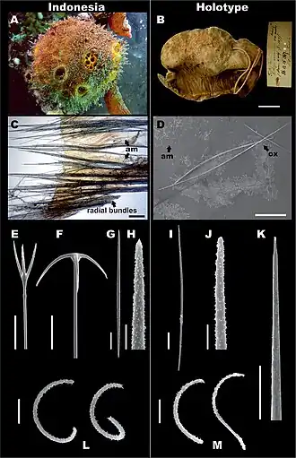 Cinachyrella australiensis