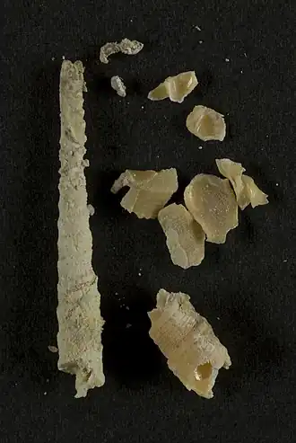 Cinguloterebra jenningsi