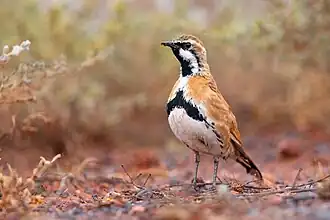 Bruine kwartellijster