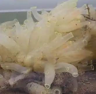 Doorschijnende zakpijp