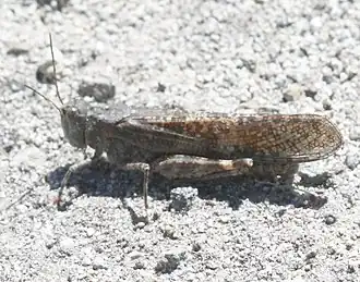 Circotettix undulatus