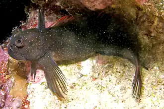 Cirripectes alboapicalis