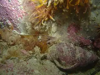 Cirrhibarbis capensis