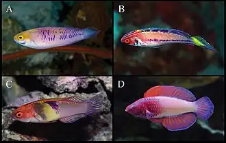 Cirrhilabrus sanguineus