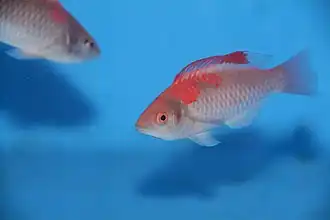 Cirrhilabrus adornatus