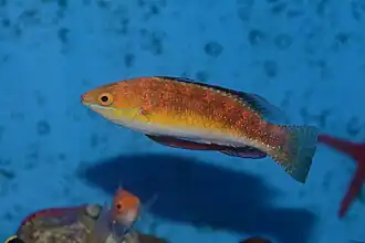 Cirrhilabrus africanus