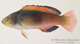 Cirrhilabrus scottorum