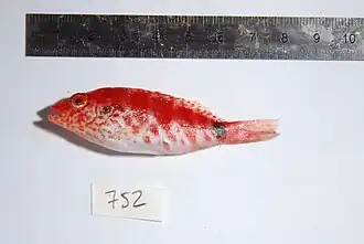 Cirrhitops fasciatus