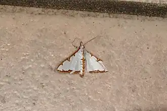 Cirrhochrista arcusalis