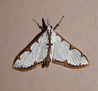 Cirrhochrista brizoalis