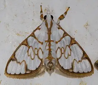 Cirrhochrista grabczewskyi