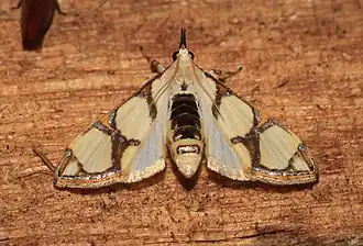 Cirrhochrista kosemponialis