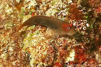 Cirripectes filamentosus