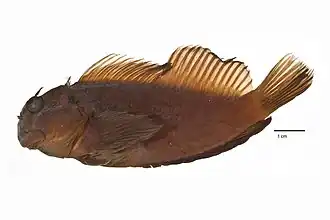 Cirripectes gilberti