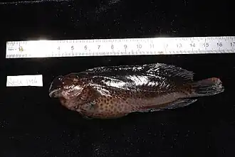 Cirripectes castaneus