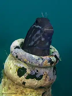 Cirripectes polyzona