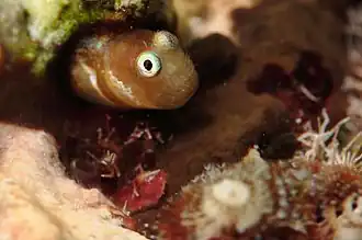 Cirrisalarias bunares