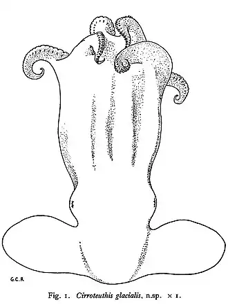 Cirroctopus glacialis