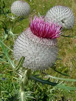 Wollige beharing bij wollige distel