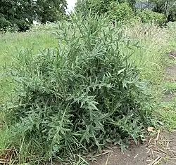 Doorschietende plant