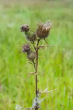 Uitgebloeide speerdistel