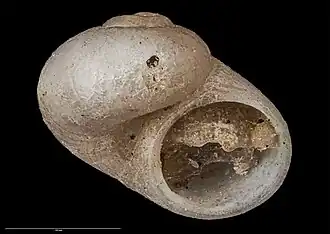 Cirsonella consobrina