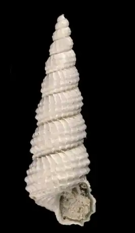 Cirsotrema magellanicum