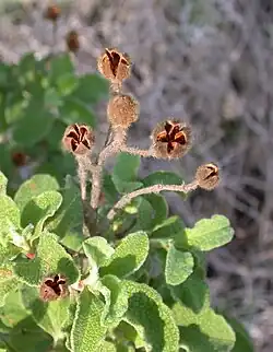 Bladeren en geopende zaaddozen