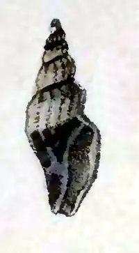 Citharomangelia boakei
