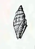 Citharomangelia quadrilineata