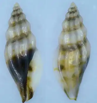 Citharomangelia richardi