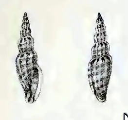 Citharomangelia townsendi