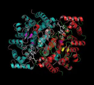 Kwartaire structuur van kippencitraatsynthase met gebonden oxaalazijnzuur (magenta) en Acetyl-CoA-Analogon (CMX, wit).