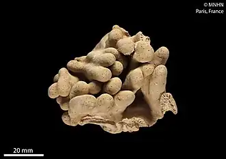 Cladiella pauciflora