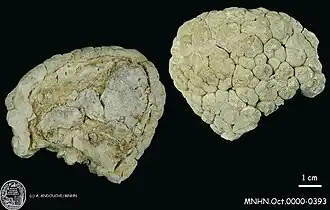 Cladiella tuberculoides