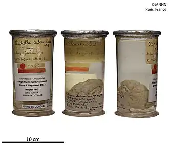 Cladiella tuberculosa