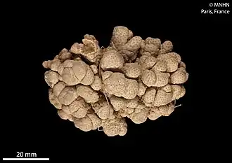 Cladiella tulearensis