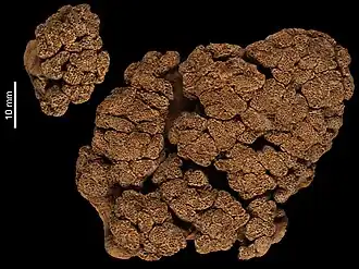 Cladiella variabilis