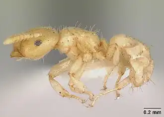 Cladomyrma maschwitzi