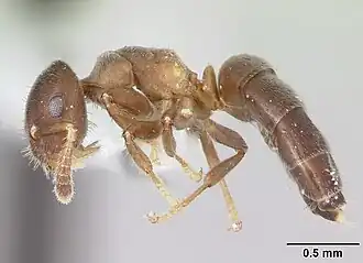 Cladomyrma nudidorsalis