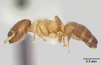 Cladomyrma yongi