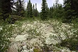 Rendiermos in het park